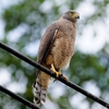 ベリーズ　いつも見かける野鳥たち