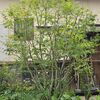 春から初夏の西側モミジ株元の植栽（ユキヤナギからドクダミ）と6月のモミジ剪定
