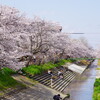 秘密兵器のマクロレンズで桜撮影！？