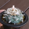 ウバ玉　花籠つぎつぎ発芽