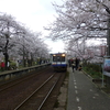 桜と列車