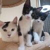 4ヶ月半のそっくりハチワレ兄弟　11/17（日）譲渡会参加予定