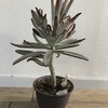 多肉たちの植え替え