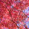 紅葉はこれからの寺家公園