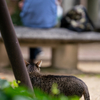 近隣繁華街のねこさん