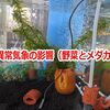 異常気象の影響（野菜とメダカ）