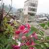 大地震の瓦礫の下でも咲く花たち