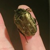 ひっくり返ったコガネムシ