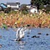 オオハクチョウ一家で飛来（群馬県館林市）