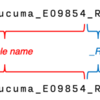 WGSやRNA-seqやTarget-captureなどのさまざまなショートリードデータからユーザーが指定した数百〜数千の遺伝子座の同祖配列を抽出し、系統解析に使用可能なMSAを出力する CAPTUS