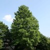 大きな大きな「百合の木」