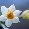 花びらは3枚：スイセンの花