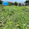 7月25日　畑の除草