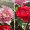 2026年、色鮮やかなチューリップが開花！