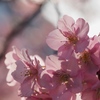 【おでかけ】2025年の河津桜お花見