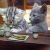 夢がネコっぽい訳