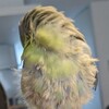 飼っているインコが毛抜き病に　金魚は赤班病に