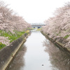 昨日の桜 @ 焼津