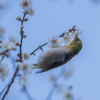 野鳥撮影・梅とメジロ