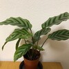 カラテア、という観葉植物をダイソーで買った