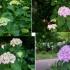 Hydrangea（紫陽花）in my hometowns