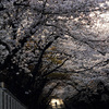 京都新聞写真コンテスト　向日神社参道の桜