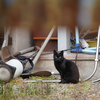 近隣住宅街のねこさん