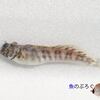 喜界島のカエルウオたち