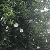 木槿