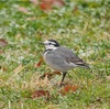 本日（1/24）の鳥見