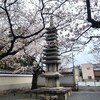 【京都】「妙顕寺」「報恩寺」「靈光殿天満宮」に桜の花を見に行ってきました。 