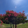 サルスベリの花
