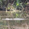 オーストラリアワニ(Freshwater Crocodile)