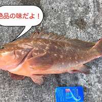 アコウ キジハタ の捌き方 刺身の切り方や栄える盛り付け方 Taketiyo釣りブログ