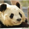なぜパンダは白黒なのか？中国の民話に思わずホロリ