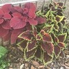 Coleus