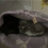 くろごまあん二世 272日目