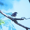 アカエリシトド Rufous-collared Sparrow