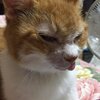 猫写真♯433