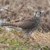 近所へ鳥見に（２０２１　０１１７）その１。