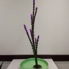 令和６年５月のお花～その３