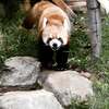 曇りの日はレッサーパンダさん