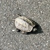 2日でフルマラソンの距離を走る2