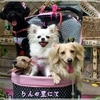 今話題になっているChatGPTというのをご存知ですか？愛犬のことを書くと素晴らしいお答えが表示されました❗❗