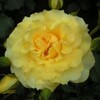 大阪市西区靫公園のバラの花