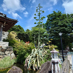 《茨城つくば市》筑波山 知足院 中禅寺 大御堂のアガベ。