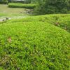 名城公園・ツツジとサツキを混同していました