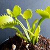 Dionaea 'Werewolf'