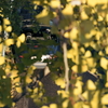 line of ginkgo trees