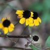 公園での花木